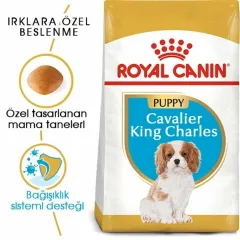 Royal Canin Cavalier King Charles Yavru Köpek Maması 1,5 Kg